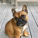 Gus Gus Demasi