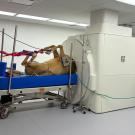 Anesthetized tan dog strapped on gurney beside a CT/MRI scanner in a veterinary room