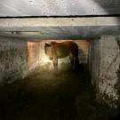 horse in room with low ceiling