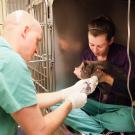 veterinary team treating cat