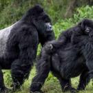 gorilla family