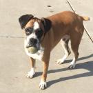 boxer dog
