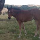 foal in pasture