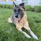 German shepherd laying on grass