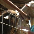 veterinarina examining a goat