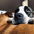 dog peeking over couch