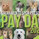 Spay Day logo with multiple pictures of cats and dogs