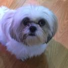 Shih Tzu dog looking up at camera
