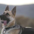 German shepherd dog