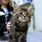 cat on exam table with veterinarian behind him