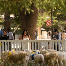 students watching sheep graze on campus