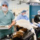 anesthesiologists in the operating room at the UC Davis veterinary hospital