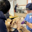 Vet in blue scrubs and mask examines a tan goat as owner holds it in a clinic