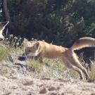 two foxes playing