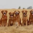 golden retreivers