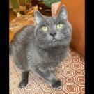 gray cat