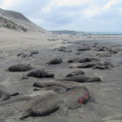 image of deceased seals on beach