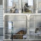 dogs in shelter
