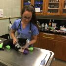 student with burned cat from wildfire