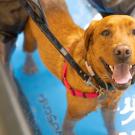 dog on underwater treadmill