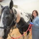 veterinarian examining a horse