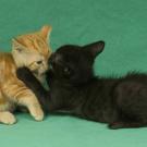 two kittens playing