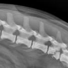 xray image of a dog's fracture vertebrae