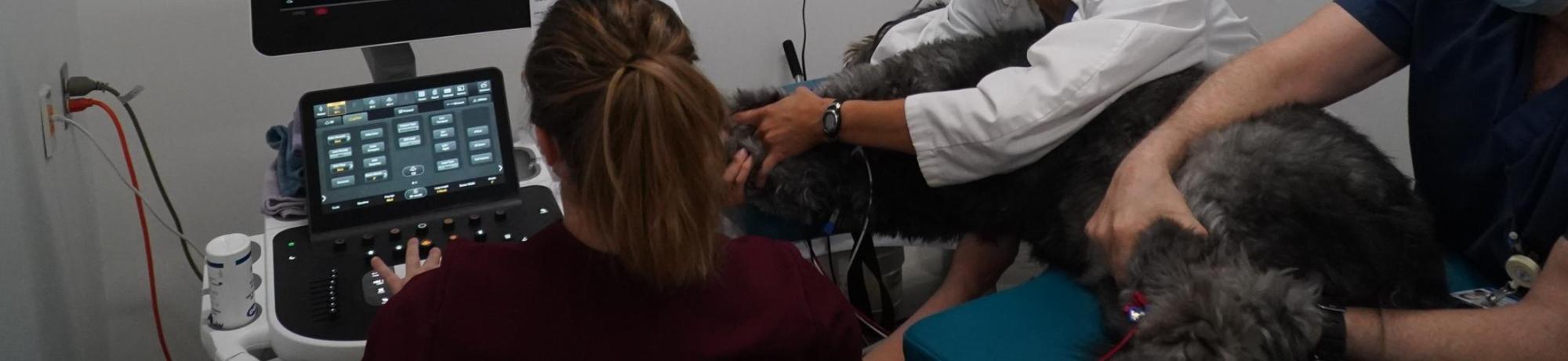 veterinarians and students care for dog in cardiology suite at UC Davis veterinary hospital